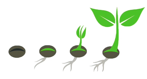 Seedlings