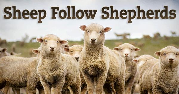 Sheep-Follow-Shepherds-FINAL_600xb