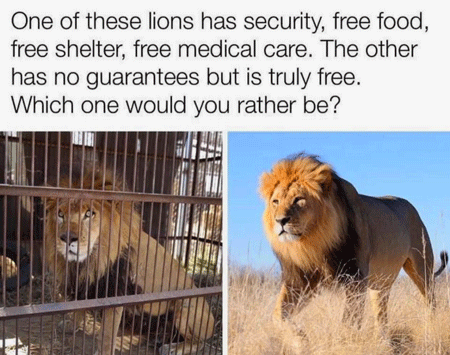 Caged-and-Free-lion_450x