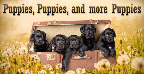 Puppies-and-more-Puppies_TrackChanges_BANNER_600x