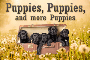 Puppies, Puppies, and More Puppies